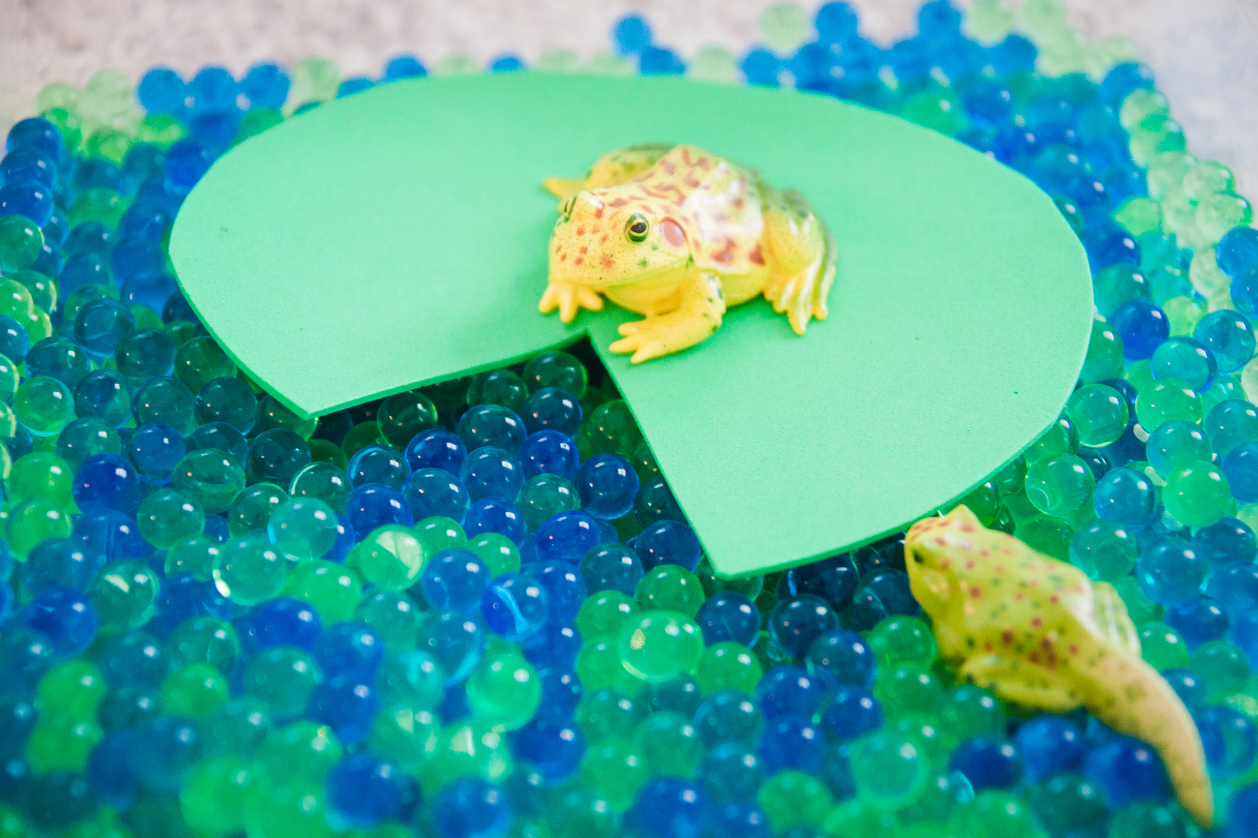 Life Cycle of Frog Homeschool Preschool A Year of Playing Skillfully