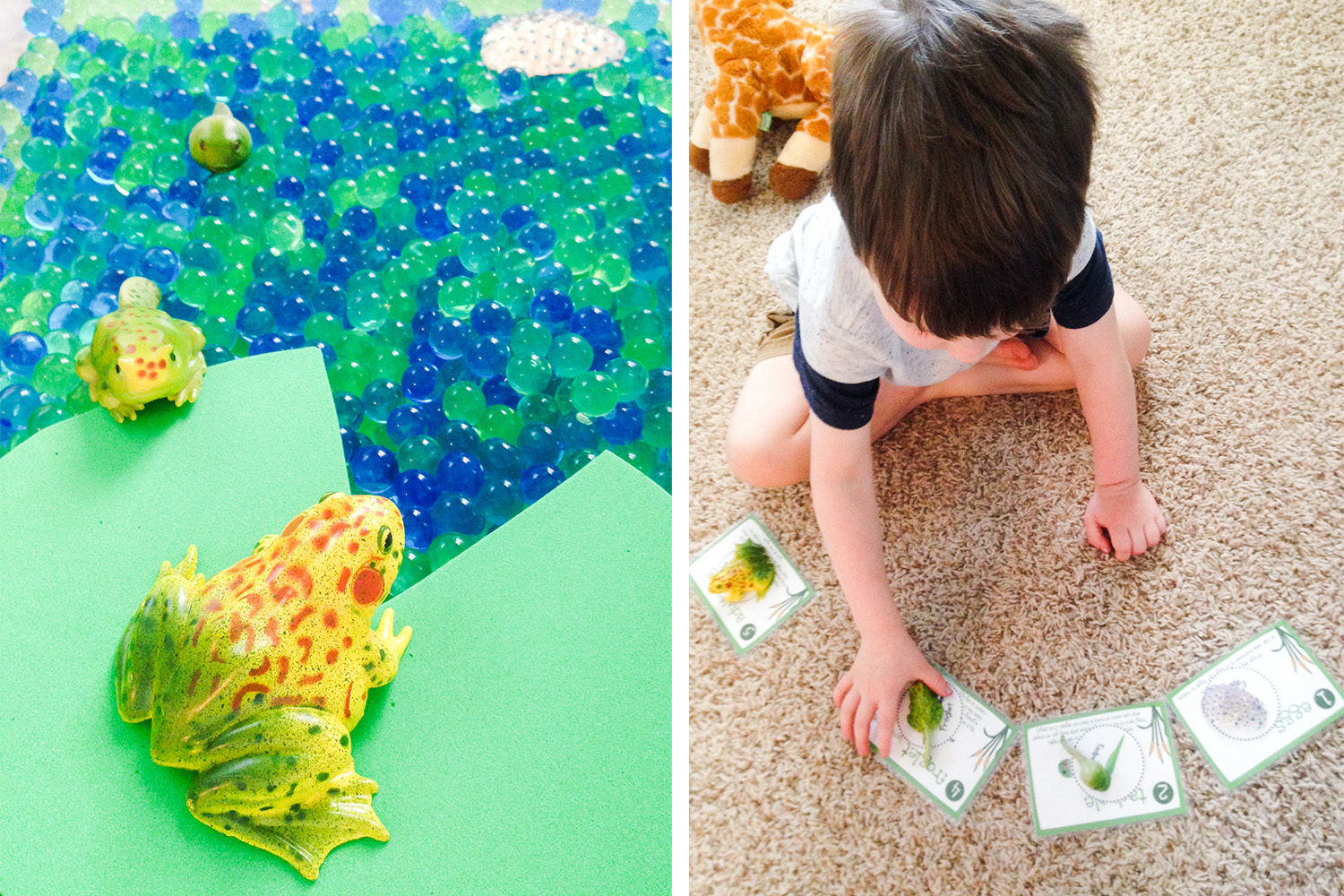Life Cycle of a Frog Homeschool Preschool Curriculum