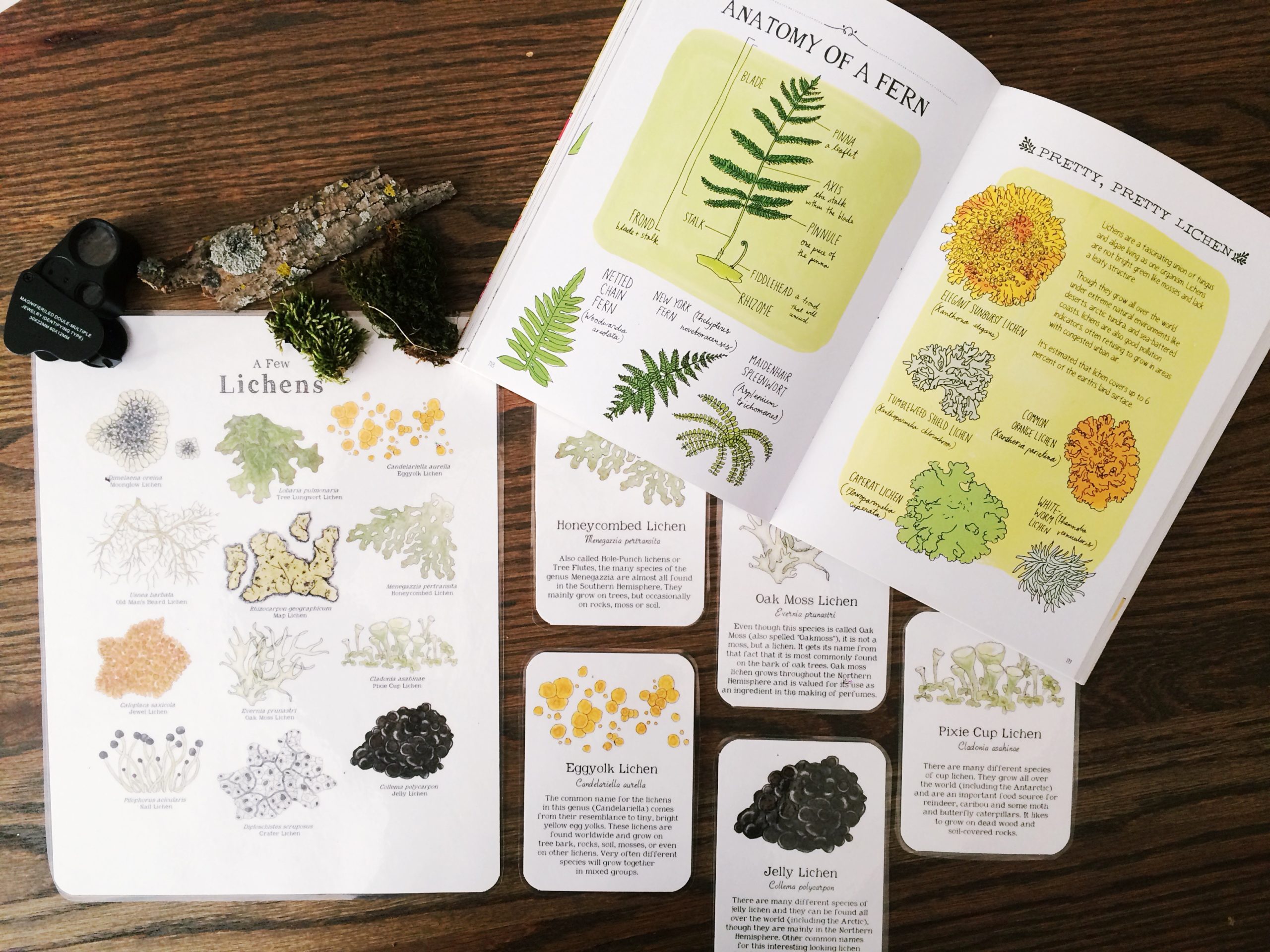 Charlotte Mason Nature Study | Mosses and Lichens