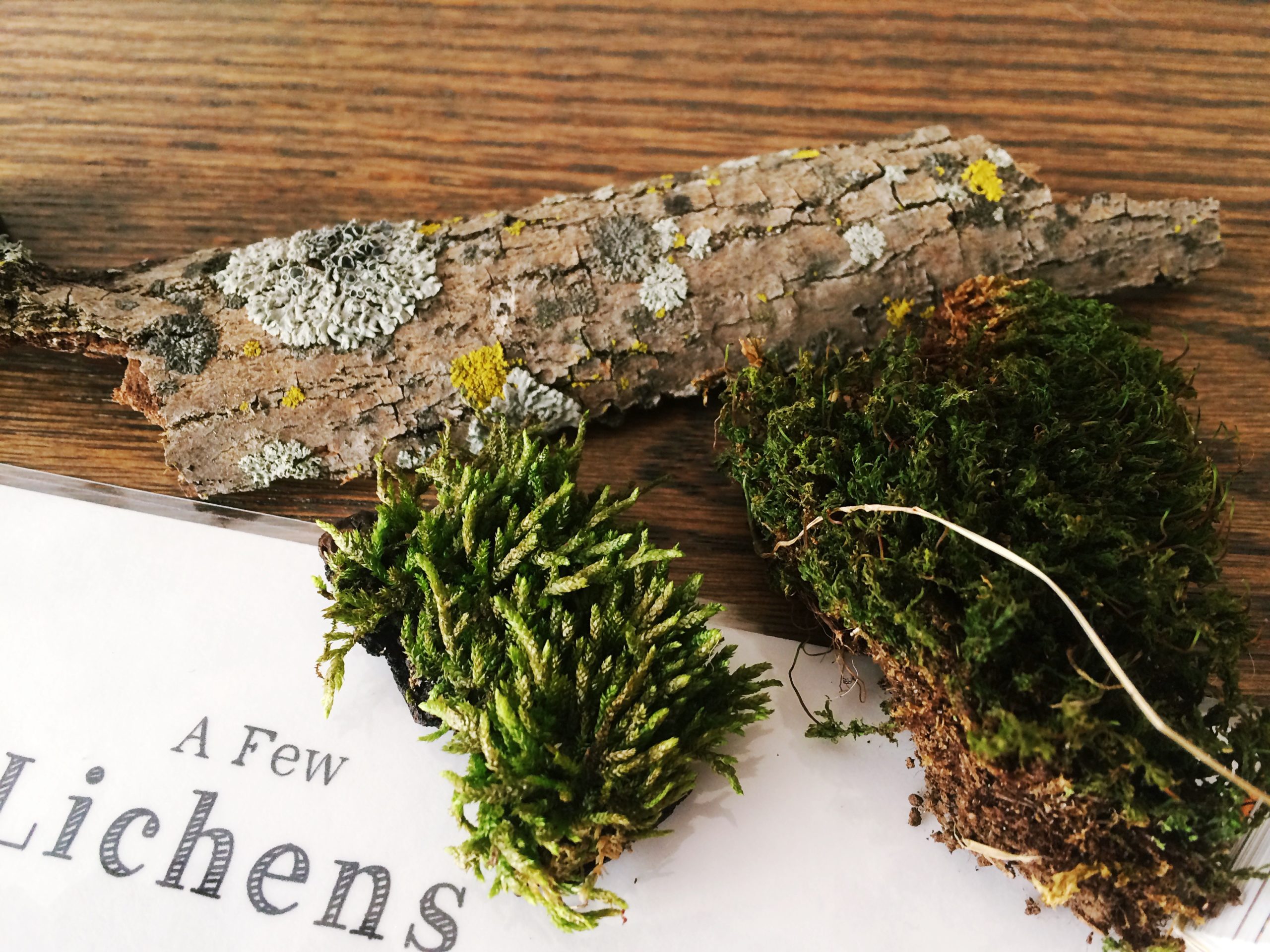 Charlotte Mason Nature Study | Mosses and Lichens