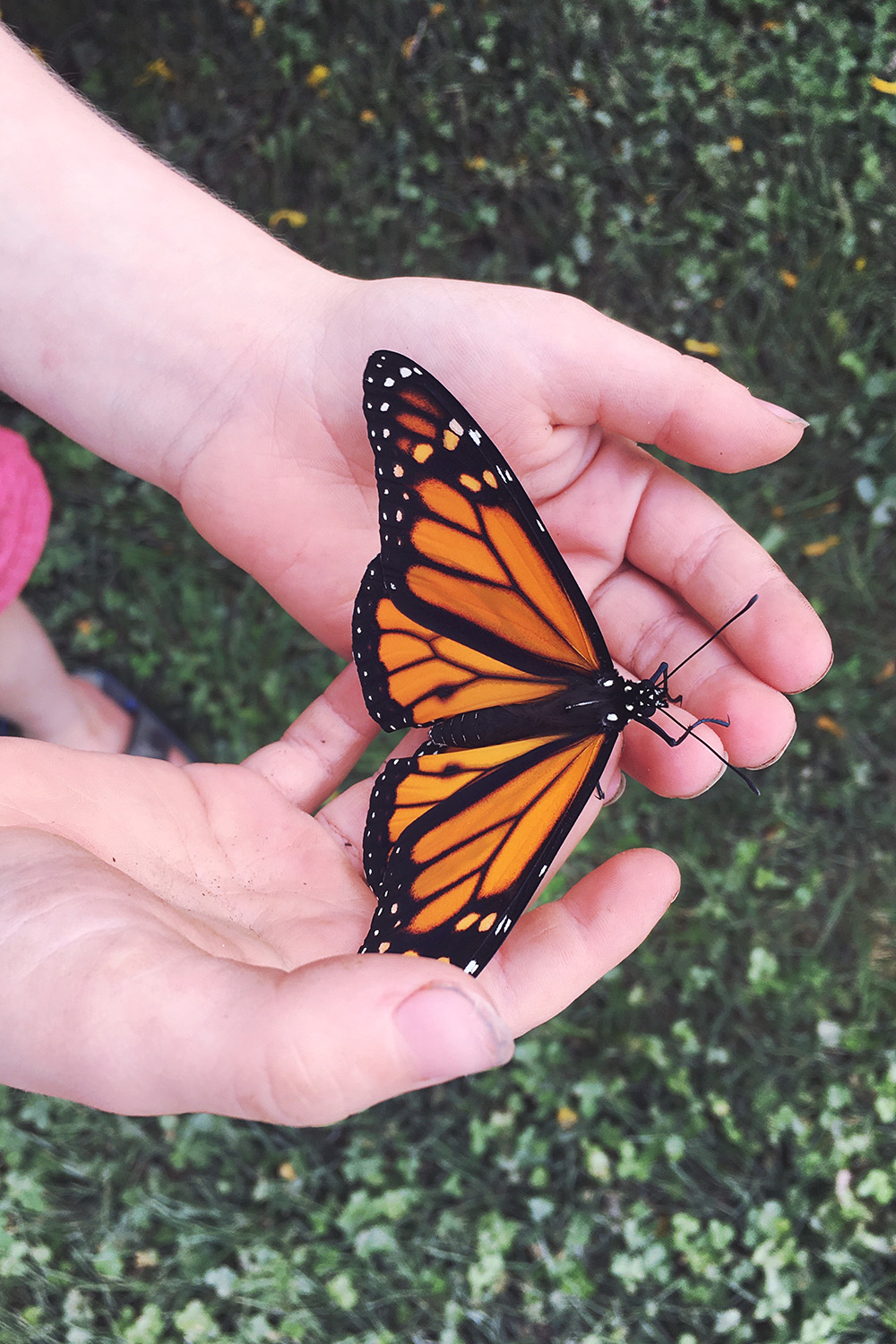 Monarch Butterfly | Charlotte Mason Homeschool