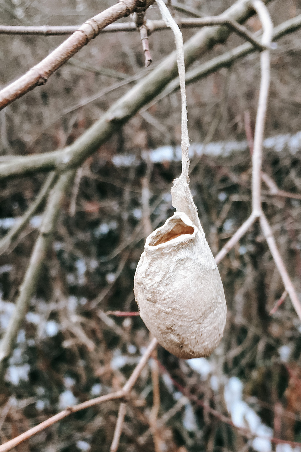 Winter Nature Hike | Charlotte Mason Homeschoolers